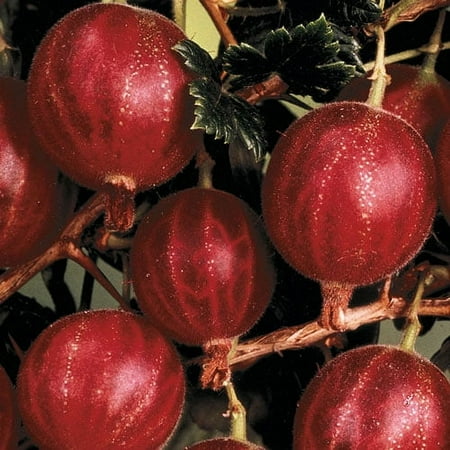 Hinnomaki Gooseberry (Ribes) Dormant Bare Root Starter Fruit Plant (1-Pack)