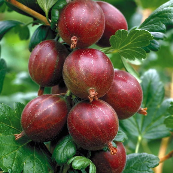 Hinnonmaki Red Gooseberry Bush - NO SHIP to NC, WV, NH - 2.5" Pot