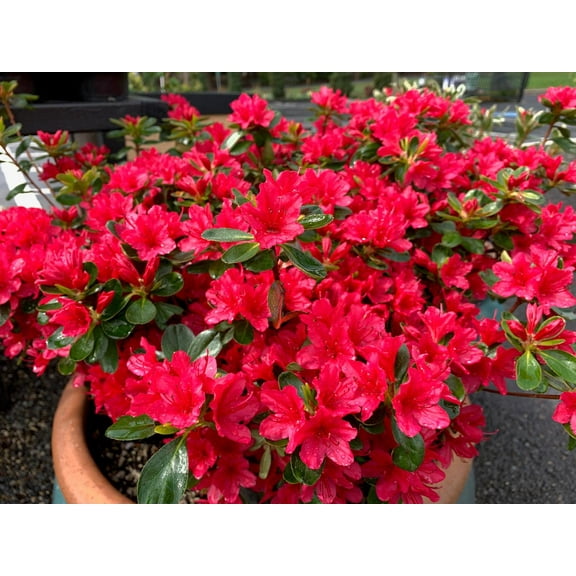Hino Crimson Azalea-Kurume Hybrid-Evergreen Shrub  3 Gallon