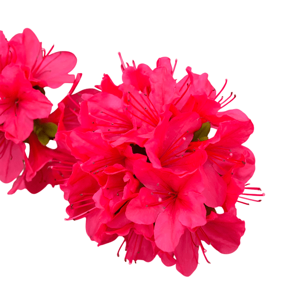 Hino-Crimson (Hybrid) Azalea Live Evergreen Flowering Shrub with Red Blooms, 1 Gallon Potted, Single Pack