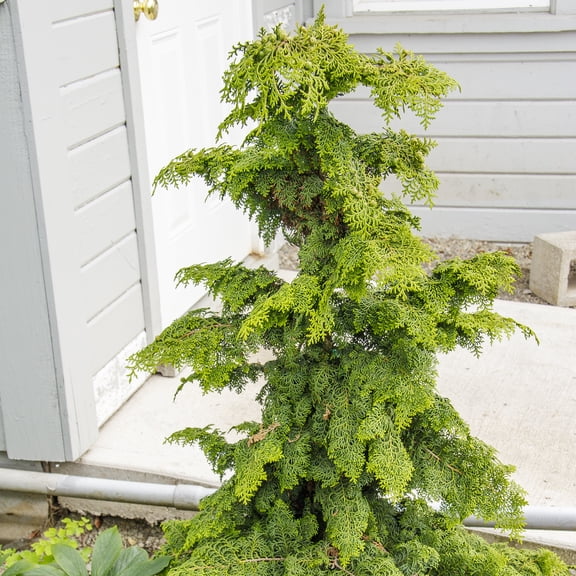 Hinoki Gold Fernspray Cypress Evergreen Shrub, grown in a 2.25 Gallon Pot (1-Pack)