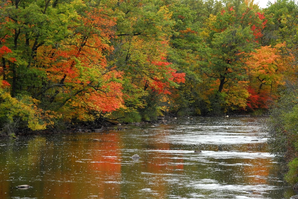 Hint of Fall Canvas Art - Doug Ohman (24 x 17)