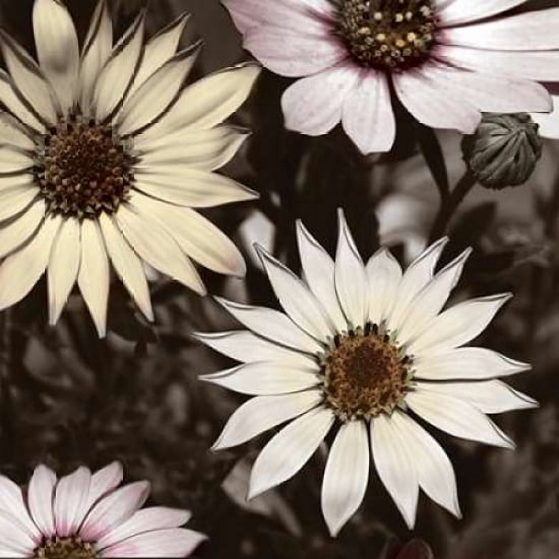 Hint of Spring I Canvas Art - Denise Romita (24 x 24)