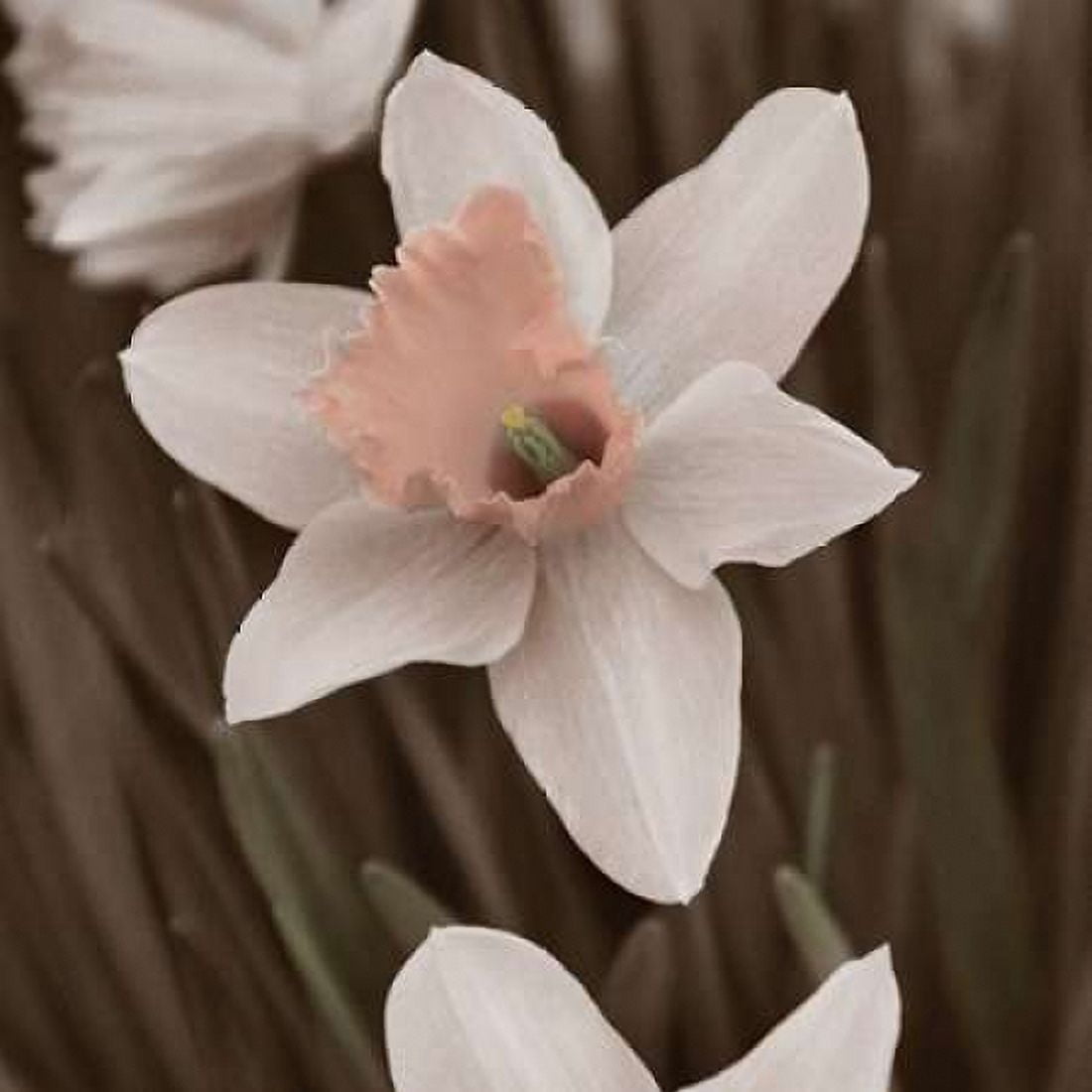 Hint of Spring II Canvas Art - Denise Romita (24 x 24)