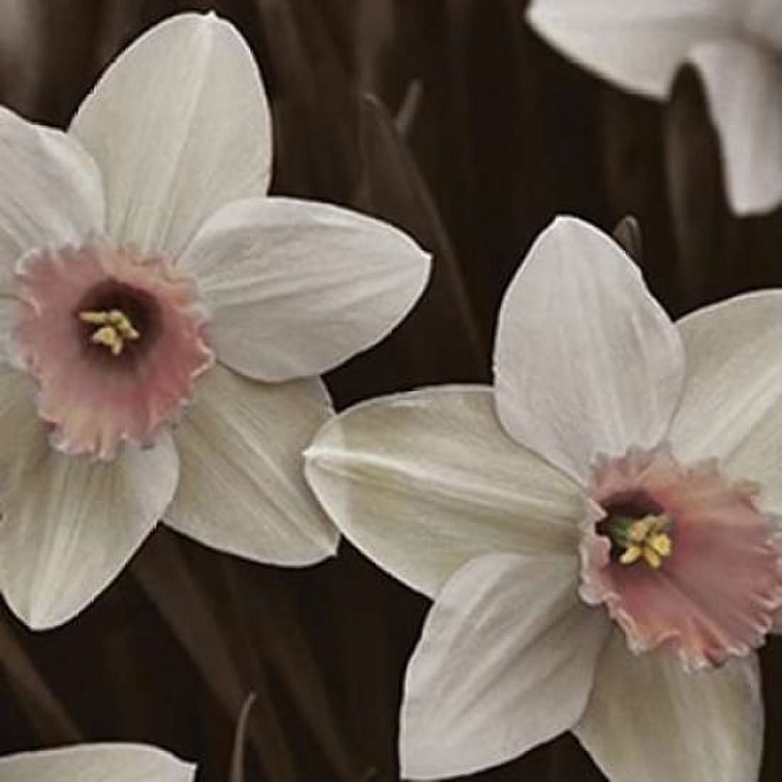 Hint of Spring III Canvas Art - Denise Romita (24 x 24)