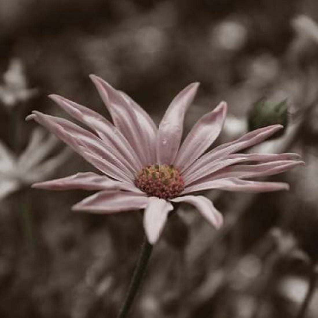 Hint of Spring IV Canvas Art - Denise Romita (24 x 24)
