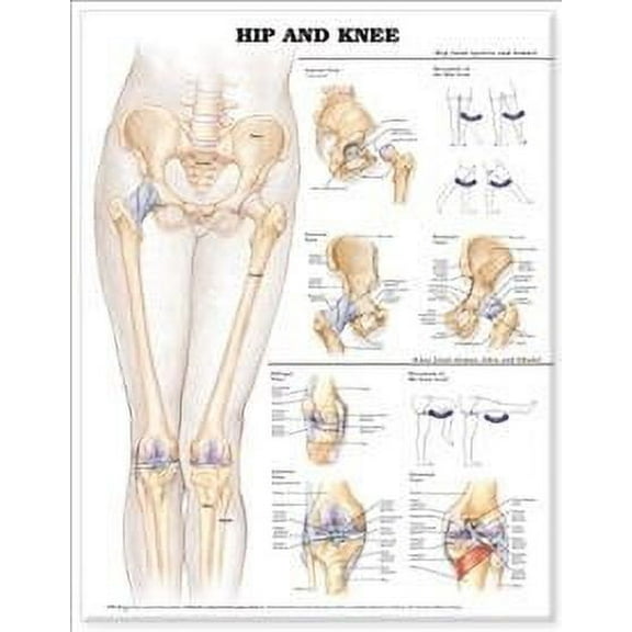 Hip and Knee Anatomical Chart (Other)
