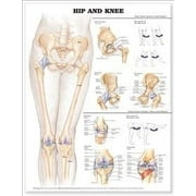 Hip and Knee Anatomical Chart Other