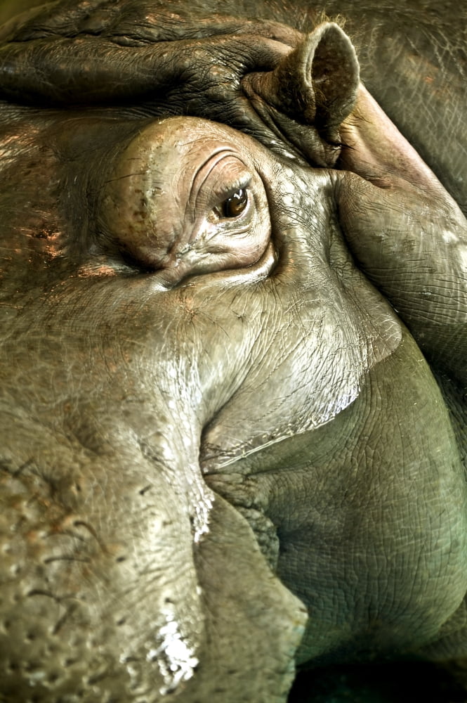 Hippo Canvas Art - Con Tanasiuk Design Pics (12 x 18)