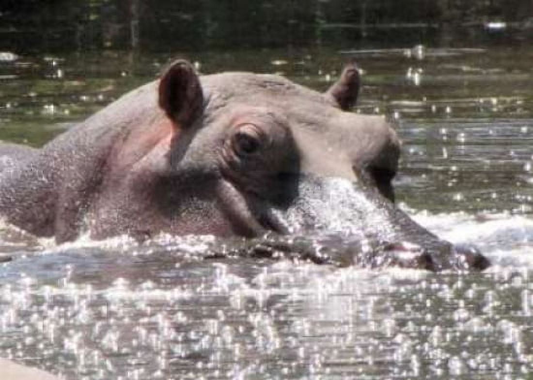 Hippo I Canvas Art - Dana Underdahl (18 x 24)