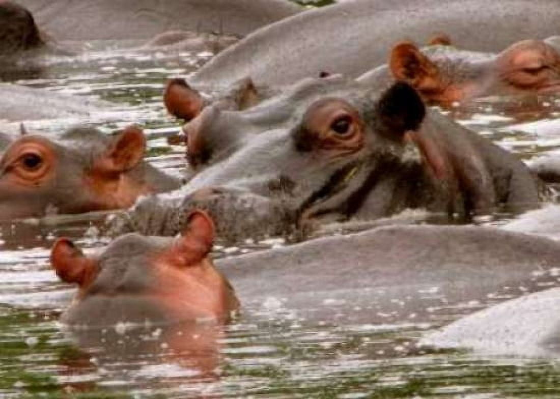 Hippo II Canvas Art - Dana Underdahl (20 x 28)