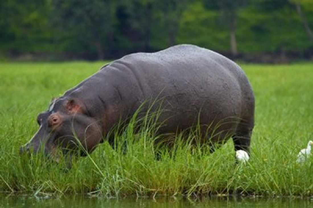 Hippo and Cattle Egret by Chobe River Chobe NP Botswana Africa Canvas Art - David Wall DanitaDelimont (35 x 24)