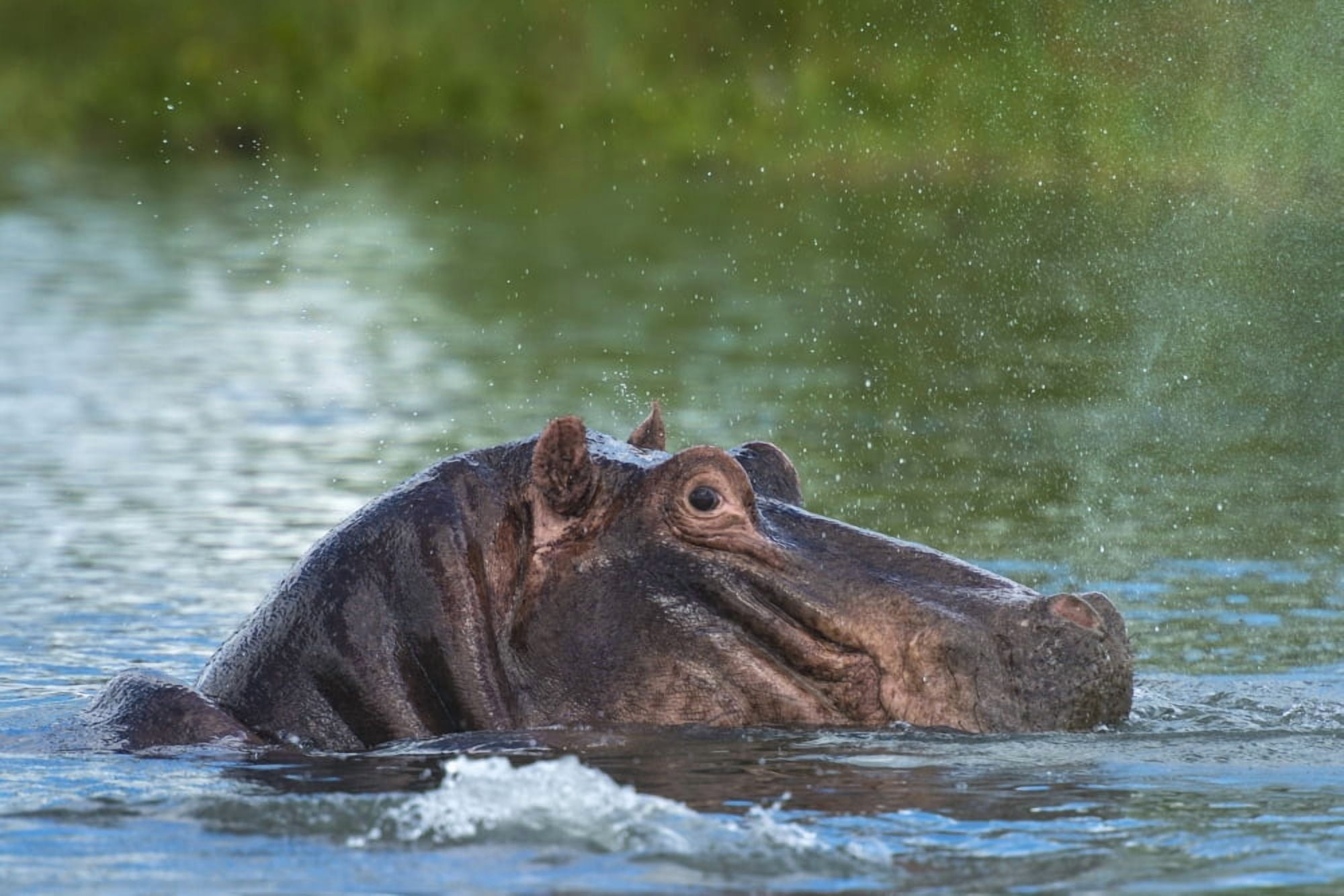 Hippo snorting spray of water in the Shire River Liwonde National Park Malawi Canvas Art - Ian Cumming Design Pics (19 x 12)