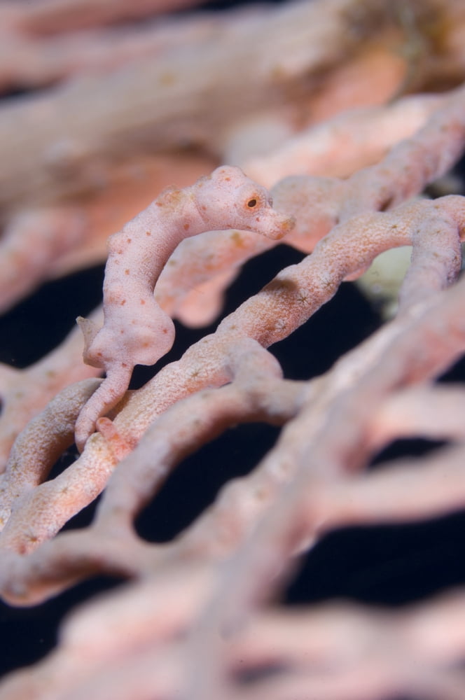 Hippocampus denise on gorgonian coral Solomons Canvas Art - Steve JonesStocktrek Images (23 x 35)