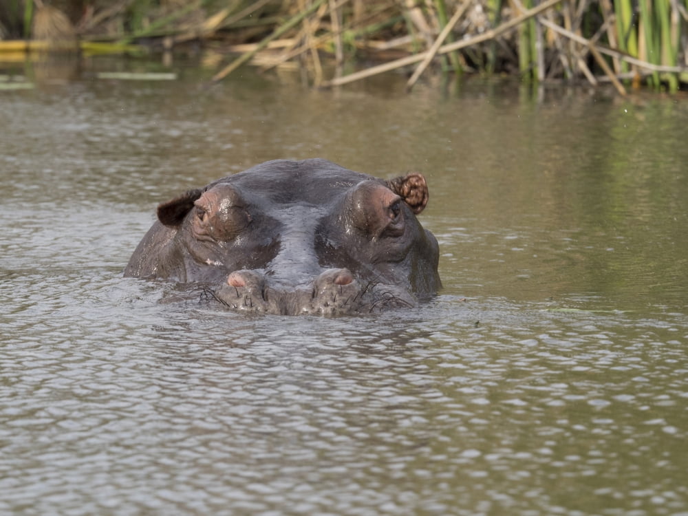 Hippopotamus (Hippopotamus amphibius) head in pond Okavango Delta Ngamiland Botswana Canvas Art - Panoramic Images (12 x 16)