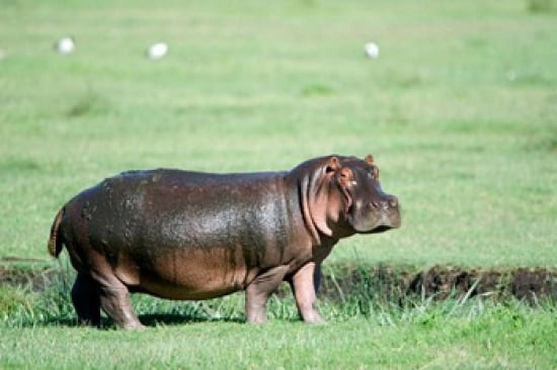 Hippopotamus (Hippopotamus amphibius) in a field Ngorongoro Crater Ngorongoro Tanzania Canvas Art - Panoramic Images (36 x 24)