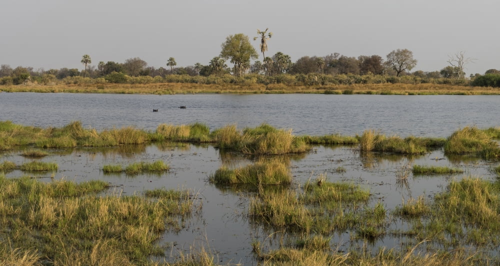 Hippopotamus (Hippopotamus amphibius) in water Okavango Delta Ngamiland Botswana Canvas Art - Panoramic Images (36 x 12)