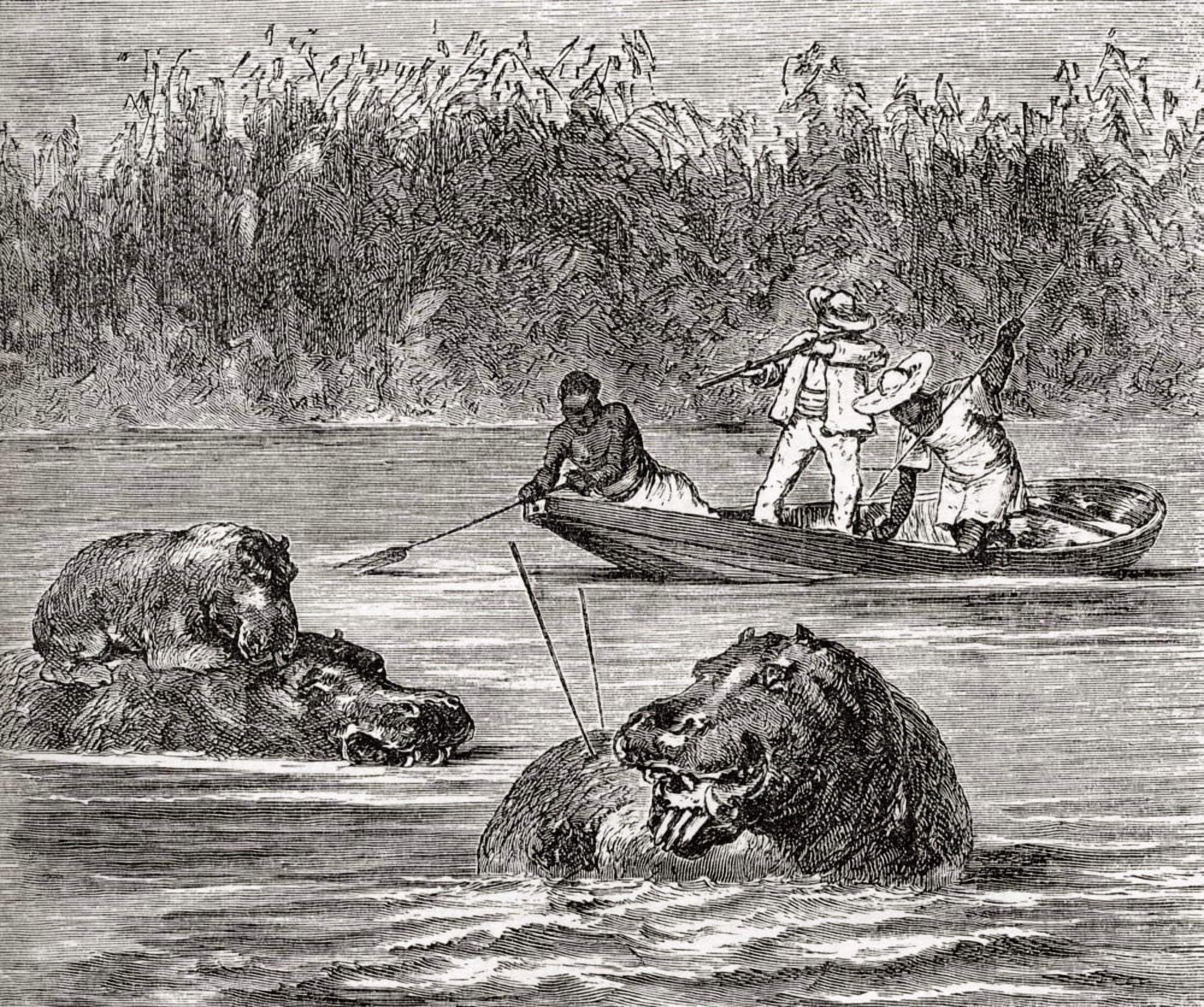 Hippopotamus Hunting In Africa In The 19Th Century From Africa By Keith Johnston Published 1884 Canvas Art - Ken Welsh Design Pics (16 x 13)