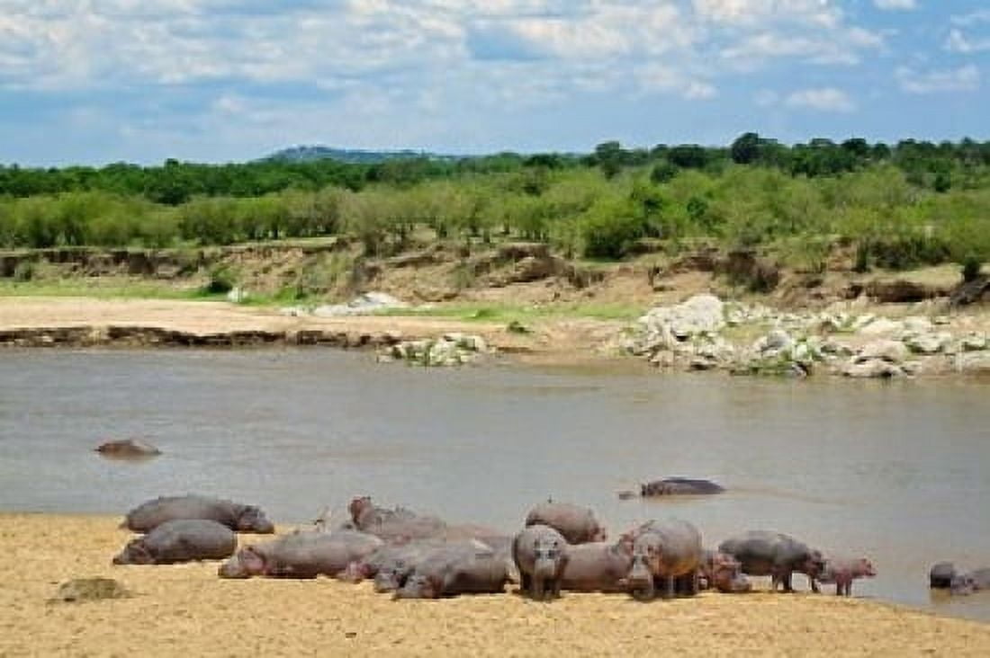 Hippopotamus Mara River Serengeti NP Tanzania Canvas Art - Adam Jones DanitaDelimont (24 x 15)