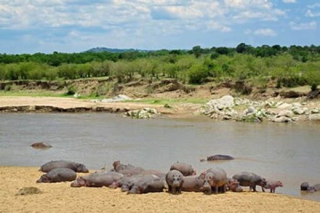 Hippopotamus Mara River Serengeti NP Tanzania Canvas Art - Adam Jones DanitaDelimont (35 x 23)