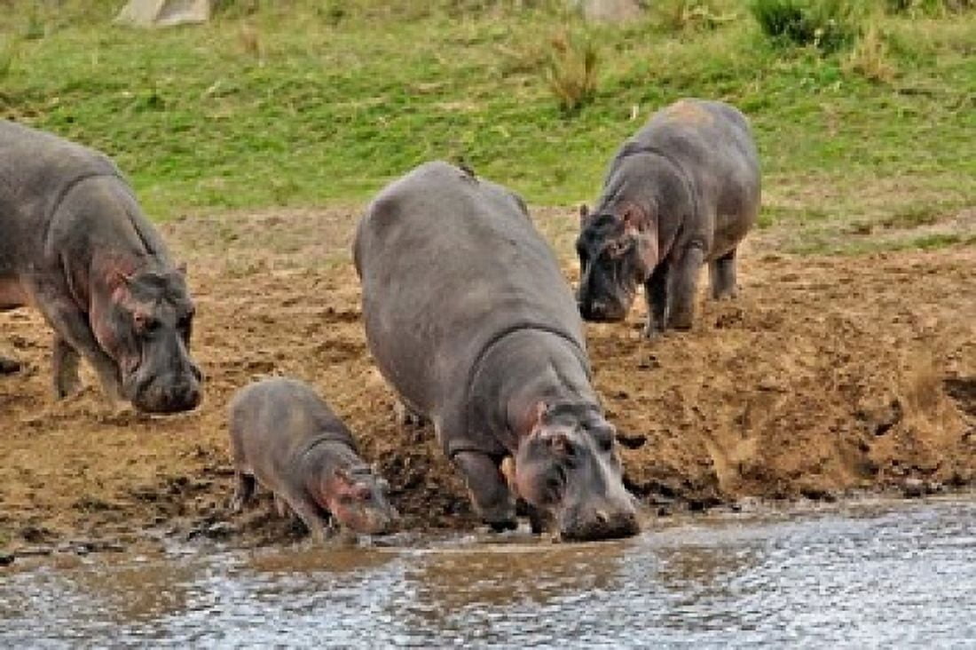 Hippopotamus Serengeti National Park Tanzania Canvas Art - Adam Jones DanitaDelimont (24 x 15)