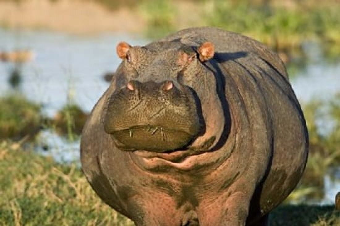 Hippopotamus Tanzania Canvas Art - Charles Sleicher DanitaDelimont (18 x 12)