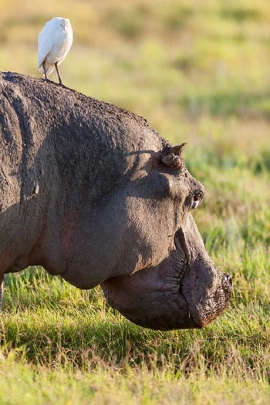Hippopotamus grazing Amboseli National Park Kenya Canvas Art - Martin Zwick DanitaDelimont (18 x 24)