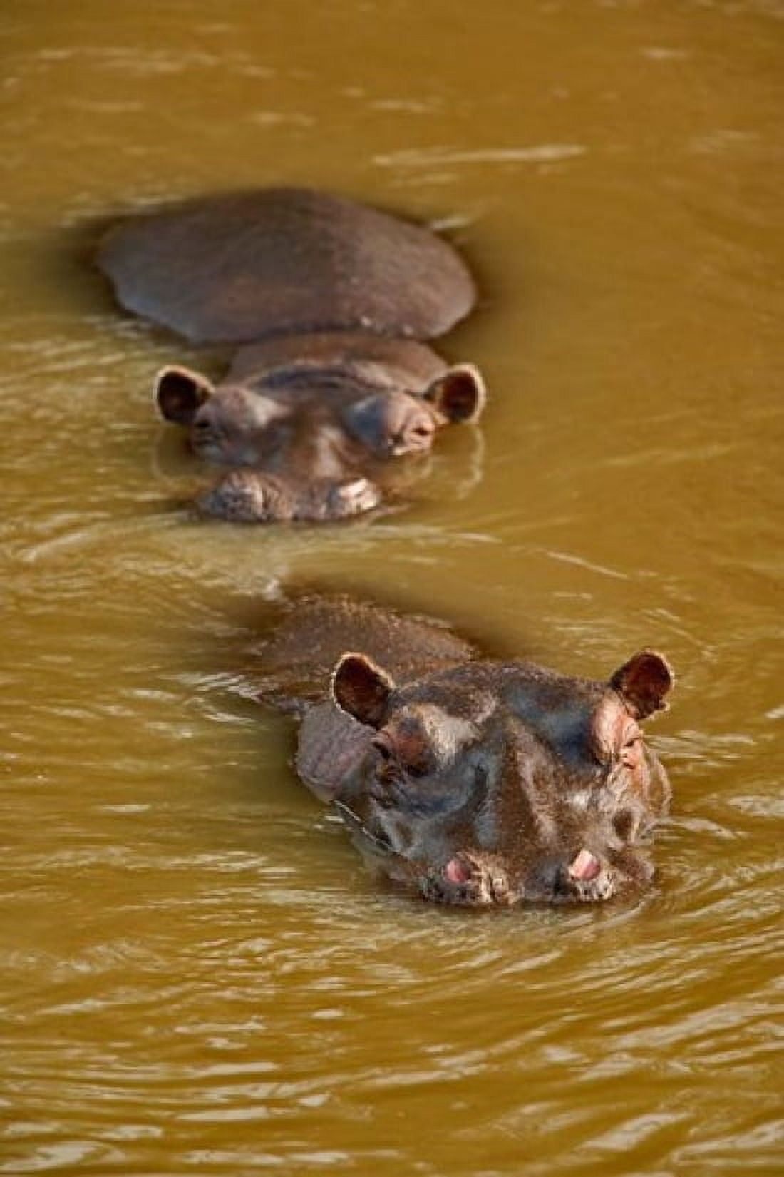 Hippopotamus in river Masai Mara Kenya Canvas Art - Adam Jones DanitaDelimont (12 x 17)