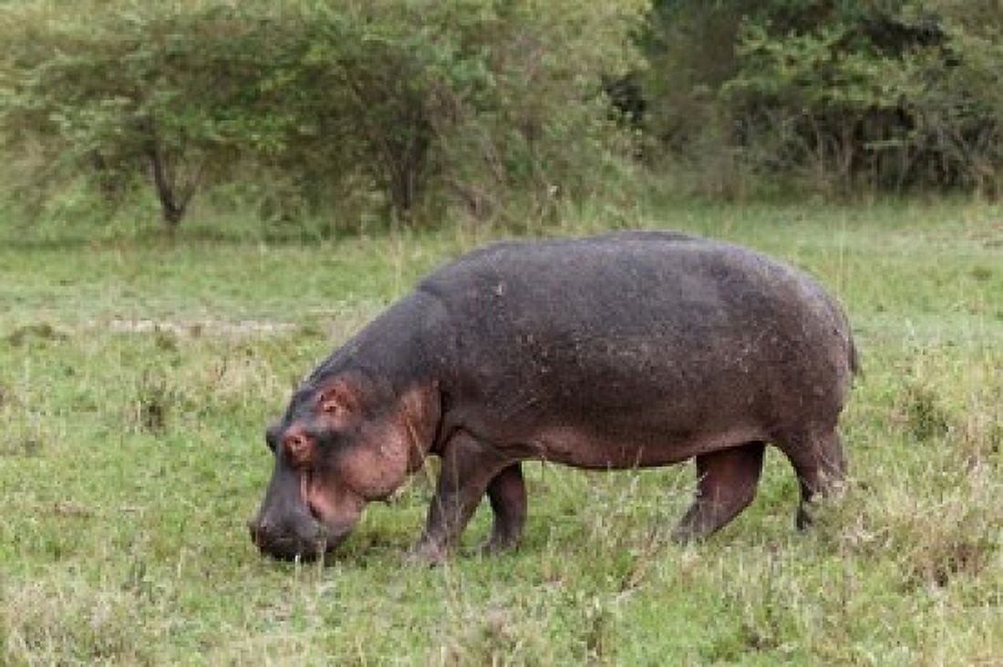 Hippopotamus near riverside Maasai Mara Kenya Canvas Art - Adam Jones DanitaDelimont (35 x 23)