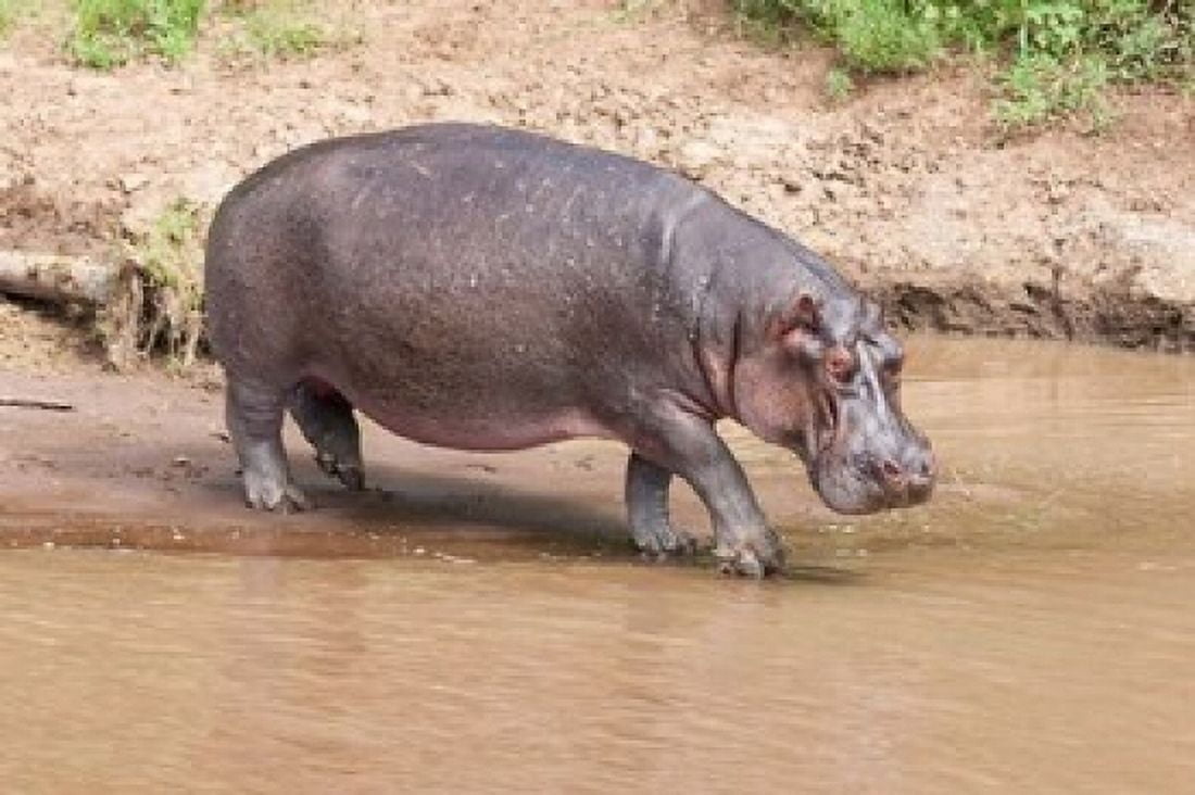 Hippopotamus pod relaxing Mara River Maasai Mara Kenya Africa Canvas Art - Martin Zwick DanitaDelimont (38 x 25)