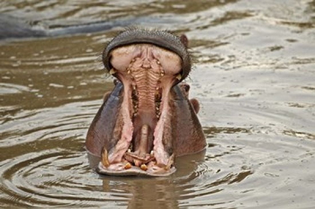 Hippopotamus threat Mara River Maasai Mara Kenya Canvas Art - Adam Jones DanitaDelimont (24 x 15)