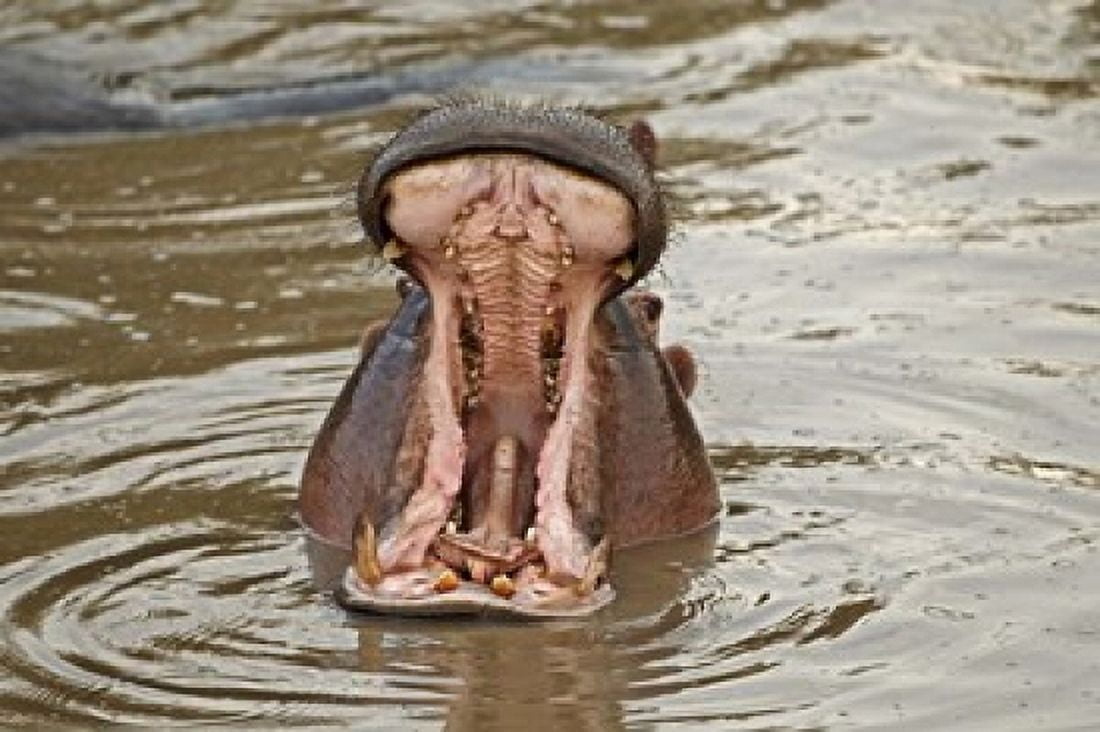 Hippopotamus threat Mara River Maasai Mara Kenya Canvas Art - Adam Jones DanitaDelimont (35 x 23)