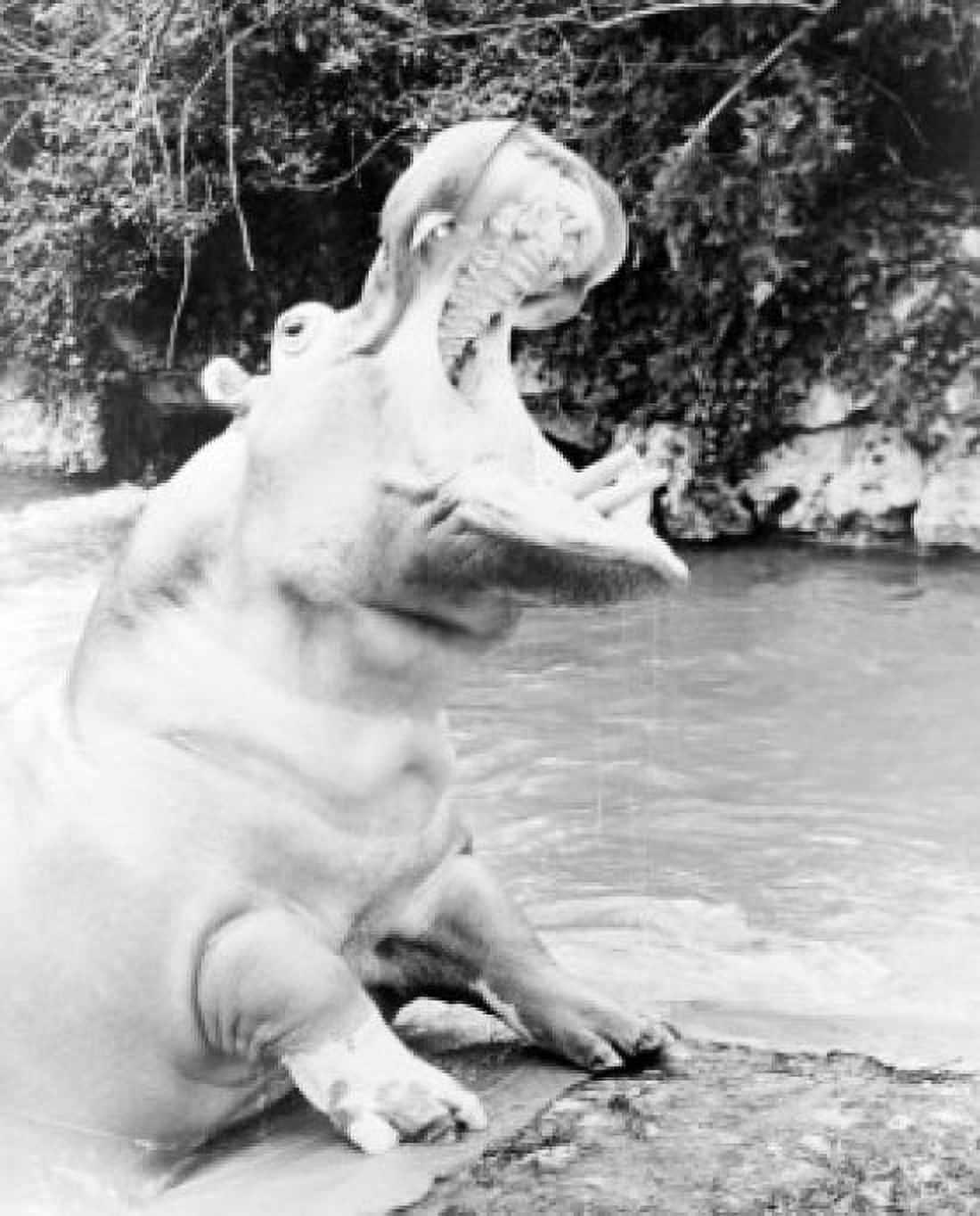Hippopotamus yawning Canvas Art - (18 x 24)