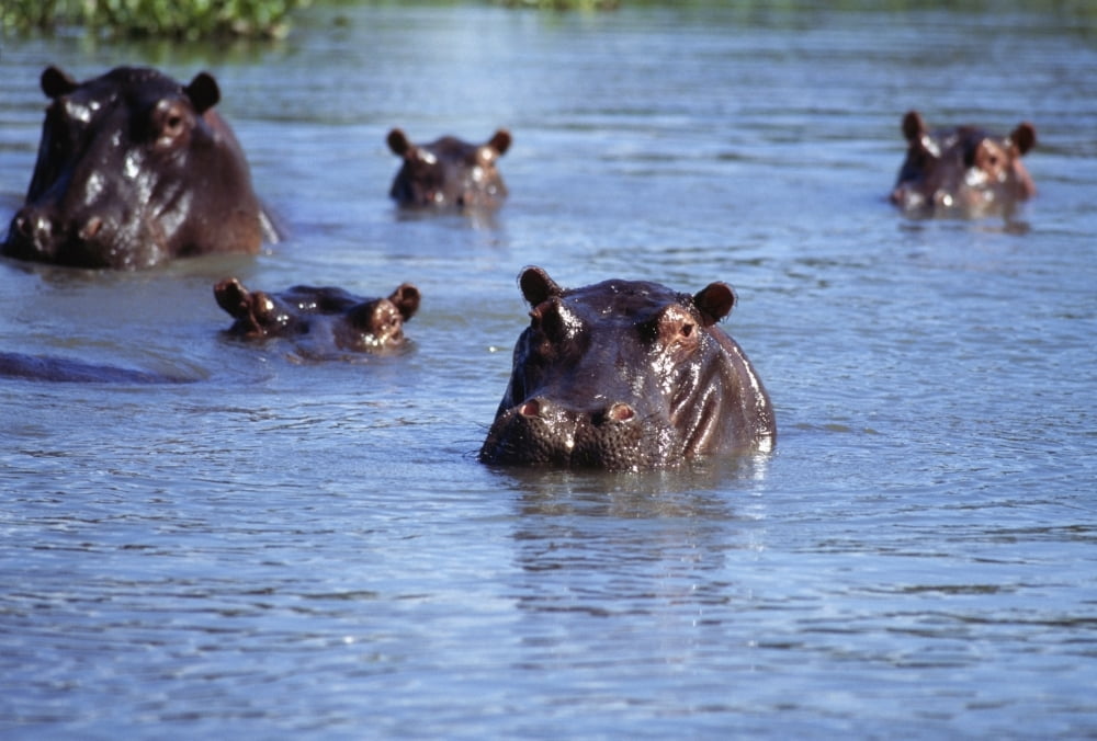 Hippos Swimming In River In Okavango Delta Canvas Art - Sasha Gusov Design Pics (17 x 11)