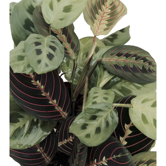 Hirt's 1 Red & 1 Green Prayer Plant - Maranta - 3.5" Pots