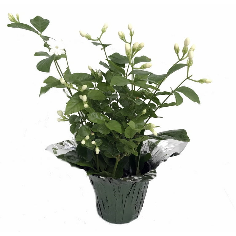 Ohio Grown Arabian Tea Jasmine Plant - Maid of Orleans - 4 Ohio Grown Arabian Tea Jasmine Plant - Maid of Orleans - 4