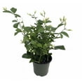 thumbnail image 1 of Ohio Grown Arabian Tea Jasmine Plant - Maid of Orleans - 4" Pot, 1 of 3