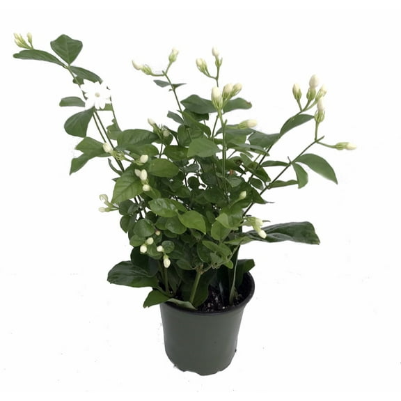 Ohio Grown Arabian Tea Jasmine Plant - Maid of Orleans - 4" Pot