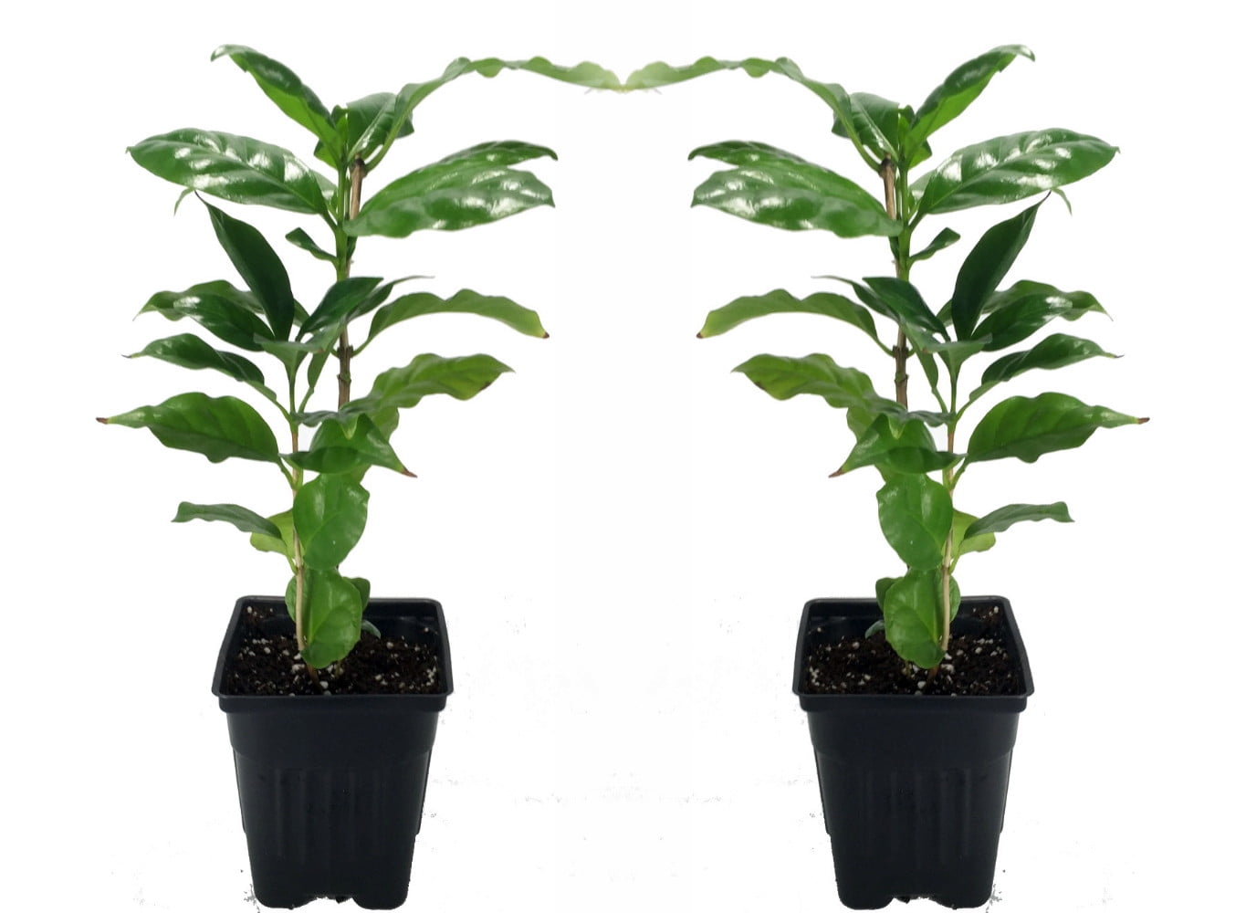 HIRT'S GARDENS Hirt's Arabica Coffee Bean Plant - 2 Pack 3" Pots - Grow/Brew Your Own Coffee