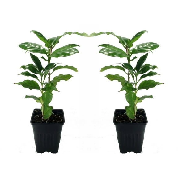 Hirt's Arabica Coffee Bean Plant - 2 Pack 3" Pots - Grow/Brew Your Own Coffee