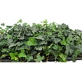 thumbnail image 1 of Hirt's Baltic English Ivy 48 Plants - Hardy Groundcover -1 3/4" Pots, 1 of 4