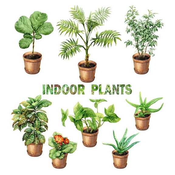 Hirt's Boxed Botany - 12 Month House Plant Subscription