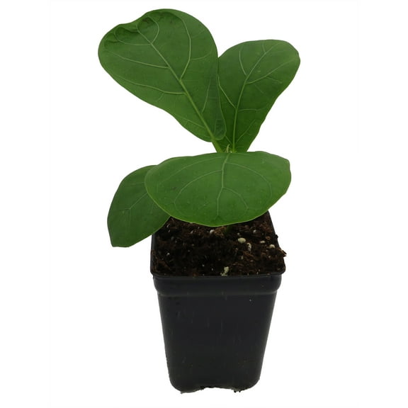 Hirt's Fiddleleaf Fig Tree - Ficus - Great Indoor Tree - 2.5" Pot