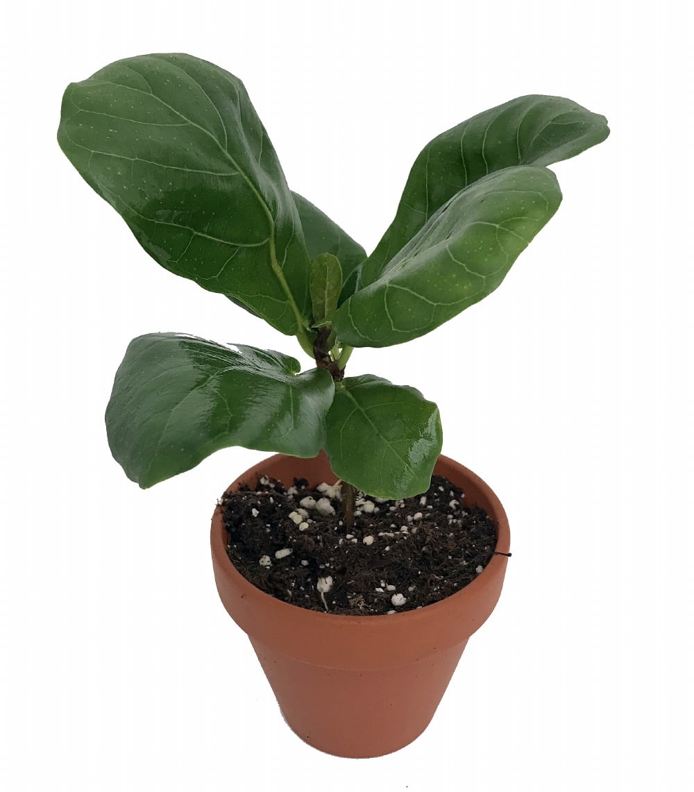 Hirt's Gardens Fiddleleaf Fig Tree - Thumbnail 4