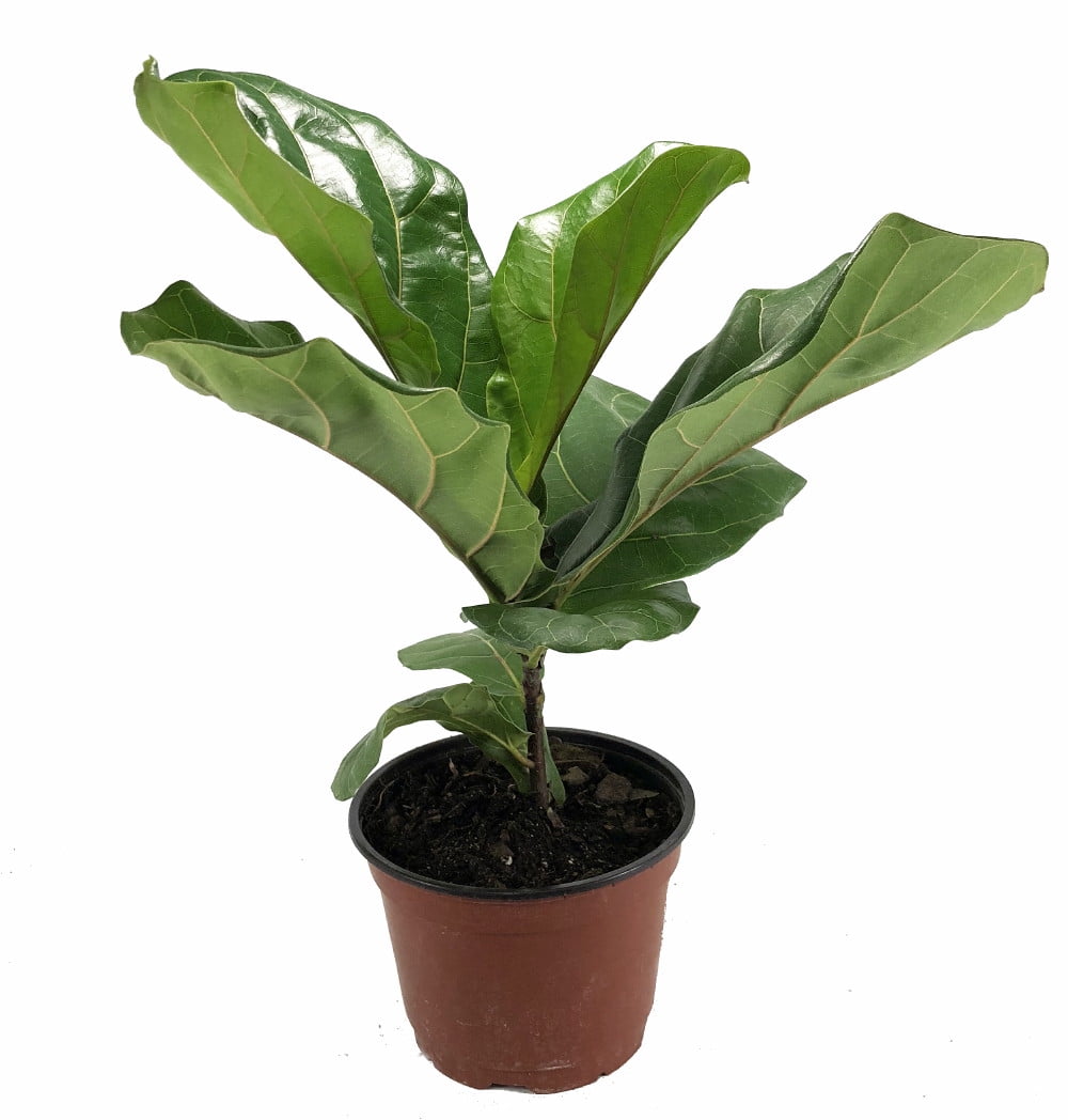 Hirt's Gardens Fiddleleaf Fig Tree