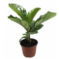 thumbnail image 1 of Hirt's Fiddleleaf Fig Tree - Ficus - Great Indoor Tree - Easy - 6" Pot, 1 of 4