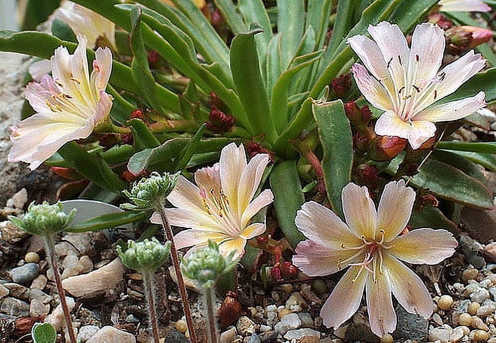 Little Peach Lewisia - 20 Seeds - Bitterroot - Walmart.com