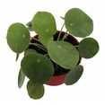 thumbnail image 1 of Hirt's Gardens Chinese Money Plant - Pilea peperomiodes - 2.5" Pot, 1 of 3