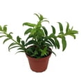 thumbnail image 1 of Hirt's Flying Goldfish Plant - Columnea crassifolia - Blooms Frequently - 4" Pot, 1 of 3