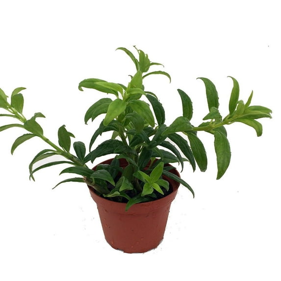 Hirt's Flying Goldfish Plant - Columnea crassifolia - Blooms Frequently - 4" Pot